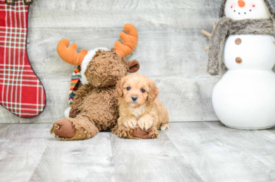 Cute Cavapoo Baby