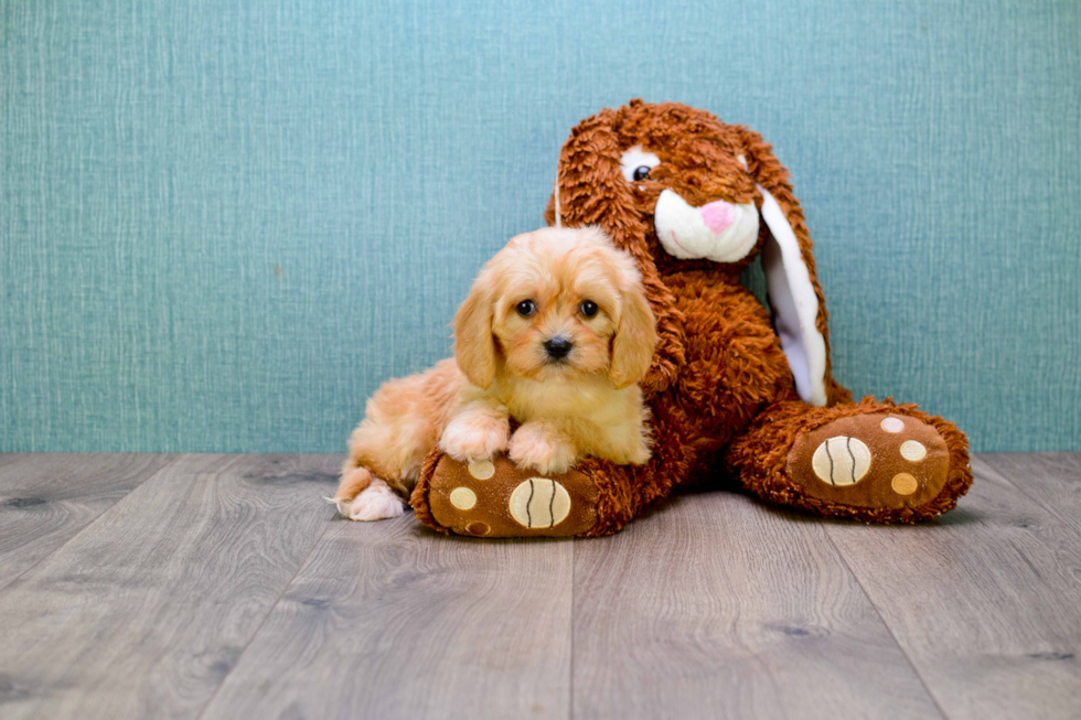 Cavachon Puppy for Adoption