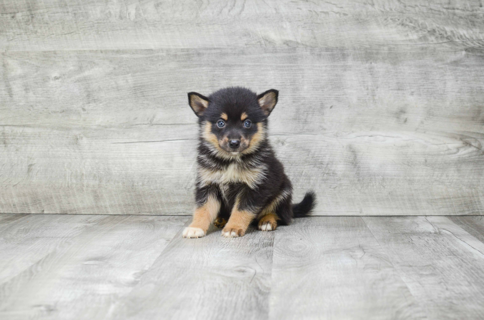 Best Pomsky Baby