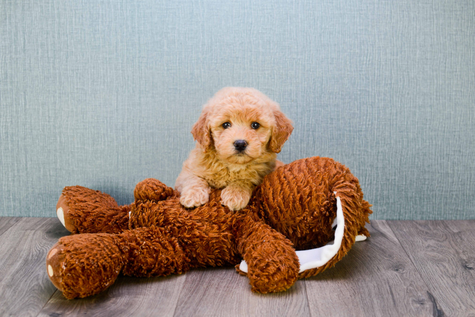 Happy Mini Goldendoodle Baby