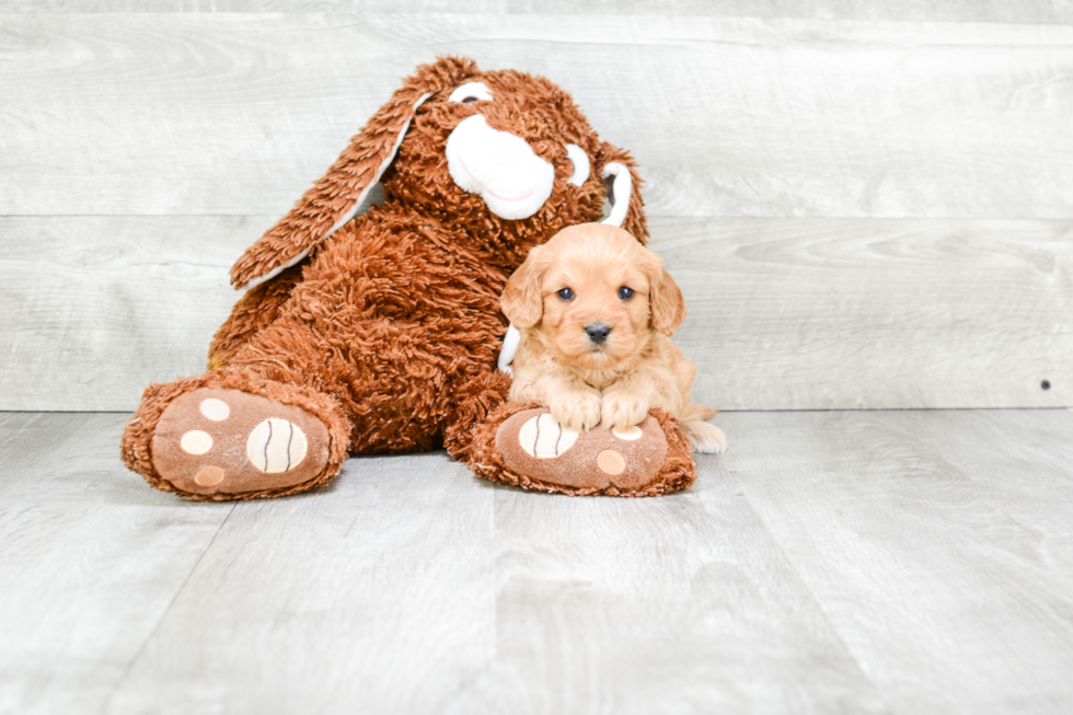 Popular Cavapoo Poodle Mix Pup