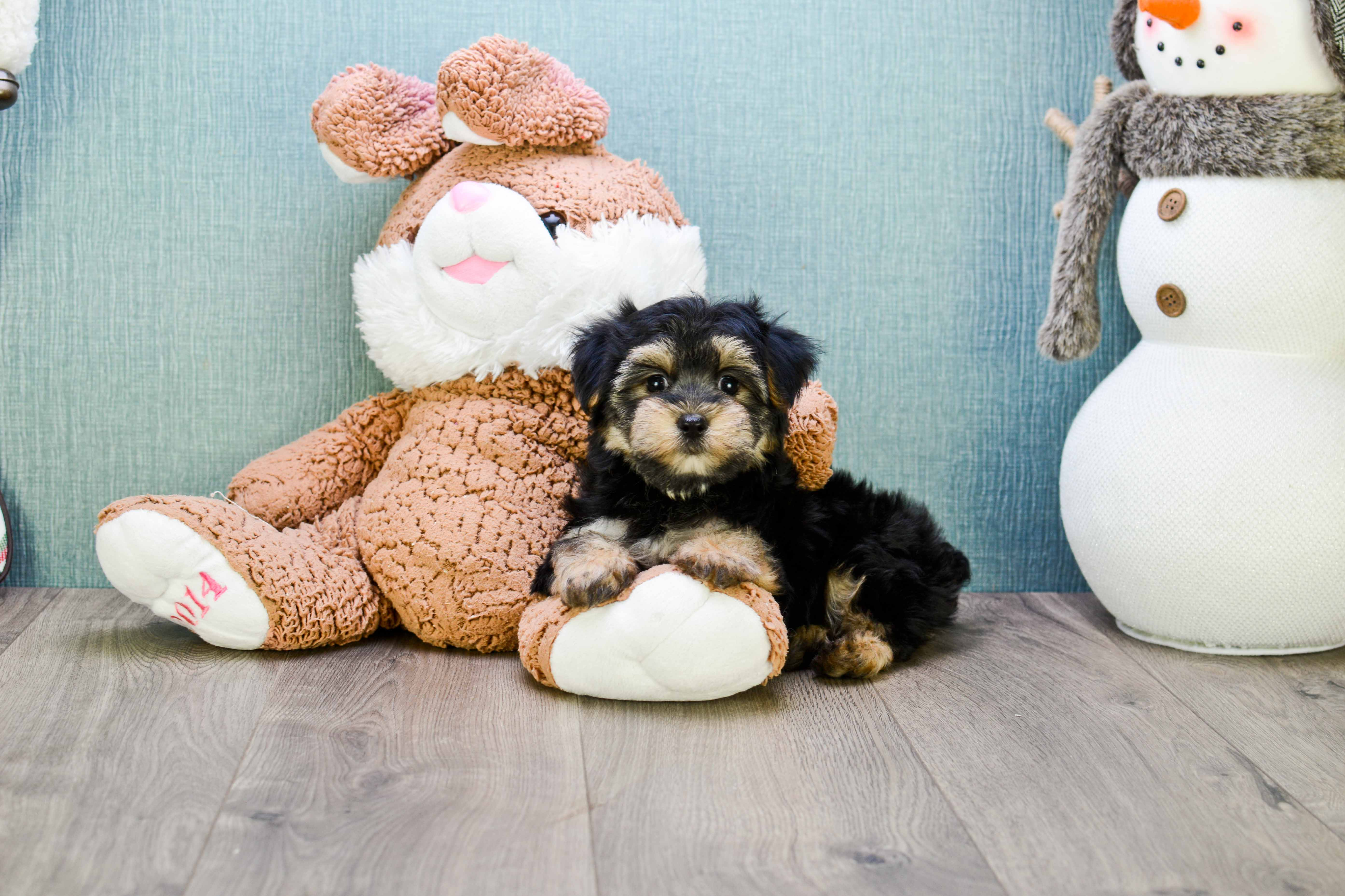 Best Morkie Baby