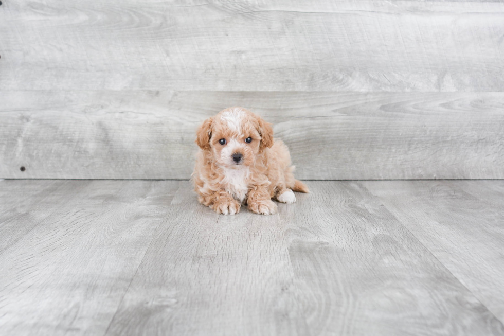 Best Maltipoo Baby