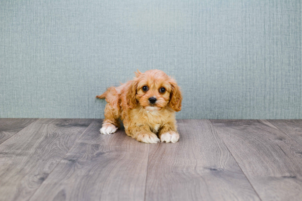 Best Cavapoo Baby