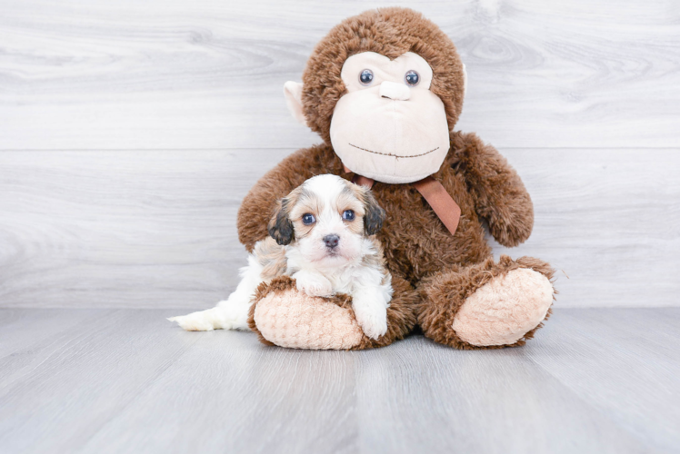 Cute Cavachon Baby