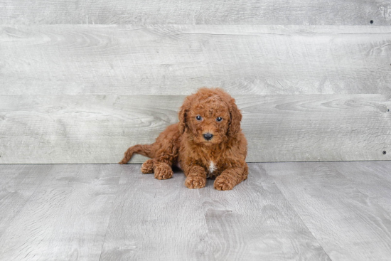 Mini Goldendoodle Pup Being Cute