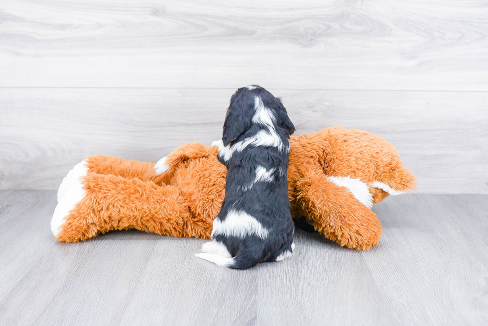 Cavalier King Charles Spaniel Pup Being Cute