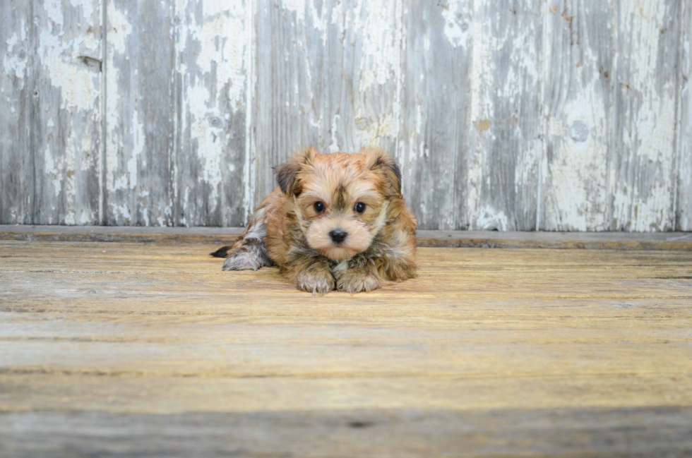 Morkie Pup Being Cute