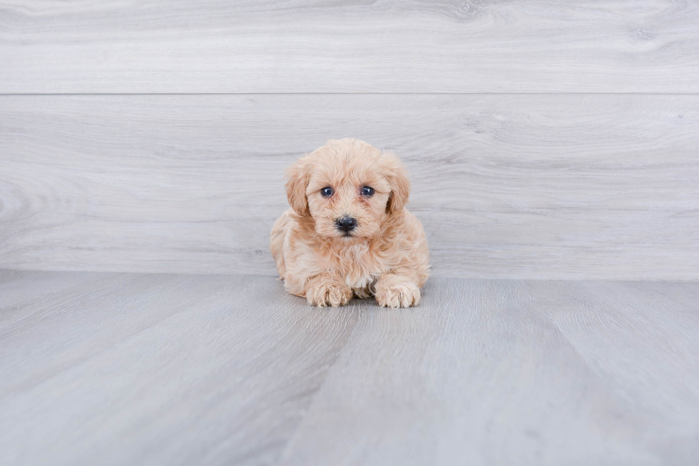 Maltipoo Pup Being Cute