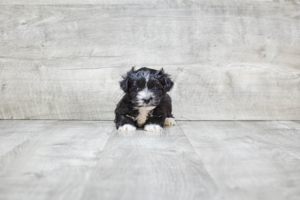 Energetic Yorkie Designer Puppy