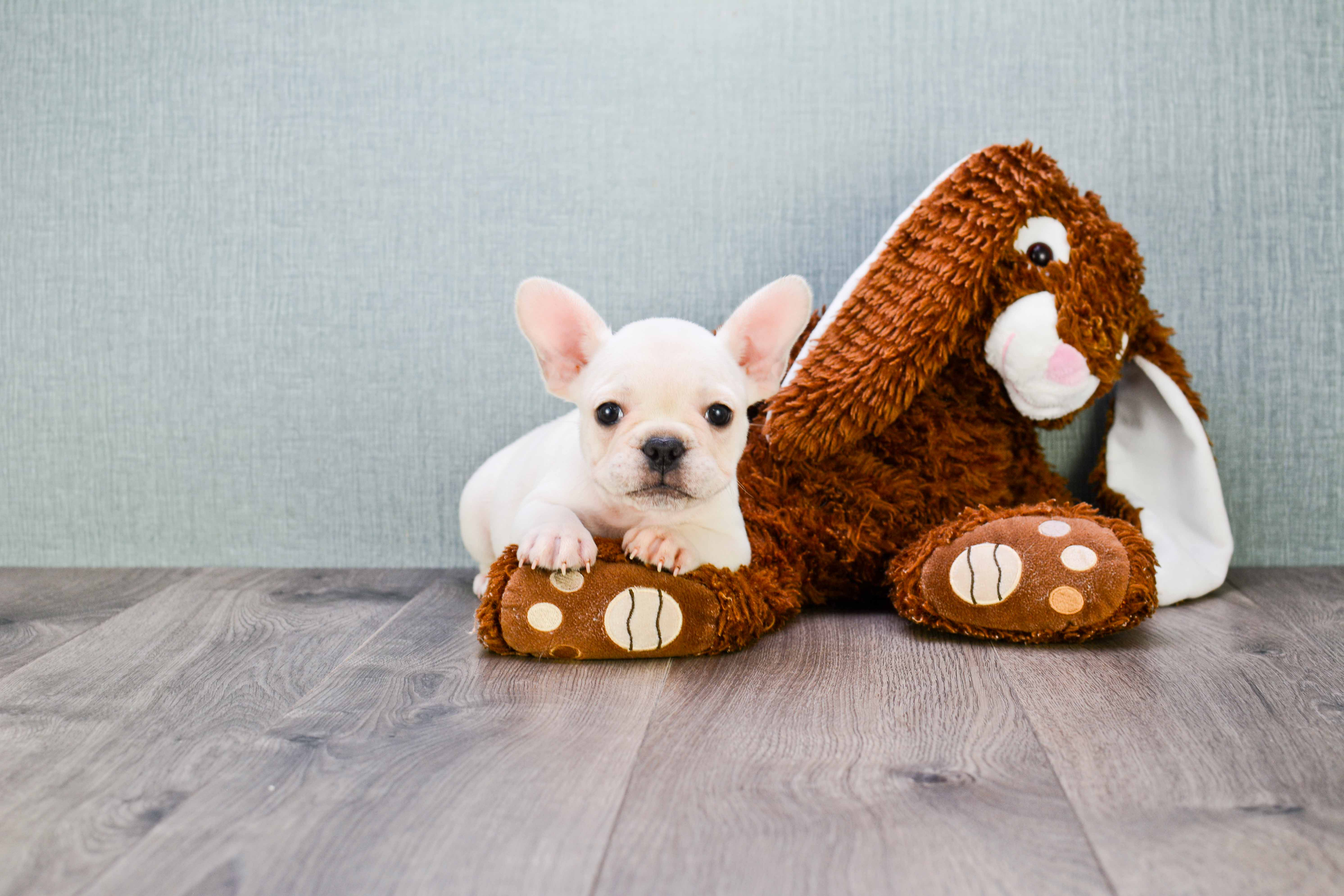 French Bulldog Puppy for Adoption