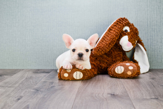 French Bulldog Puppy for Adoption