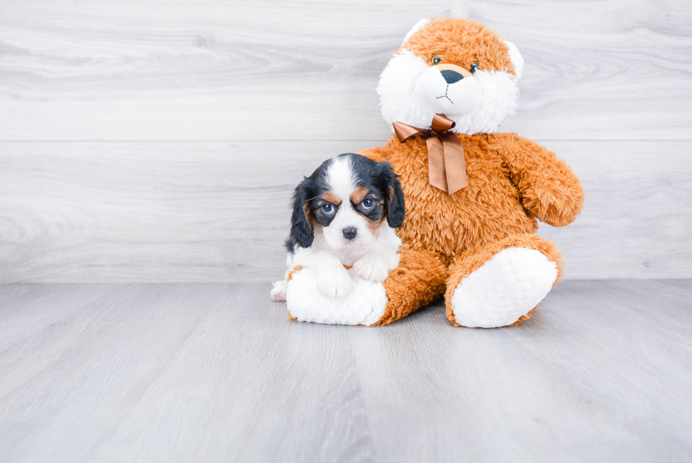 Cavalier King Charles Spaniel Pup Being Cute