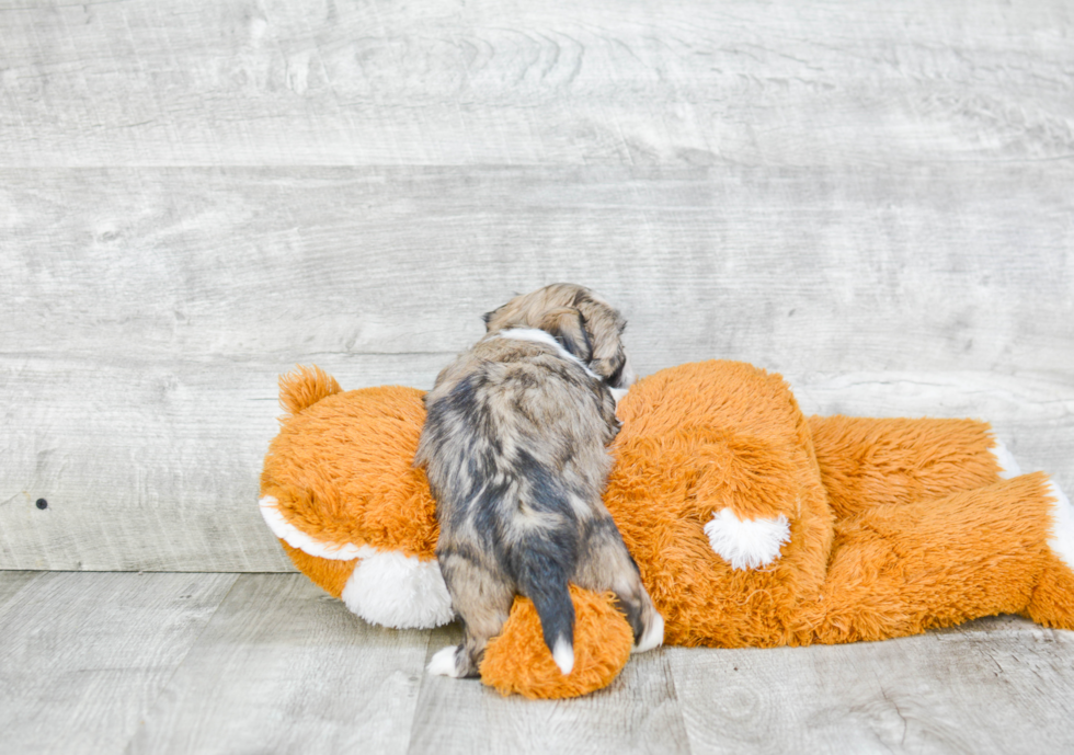 Friendly Havanese Purebred Pup