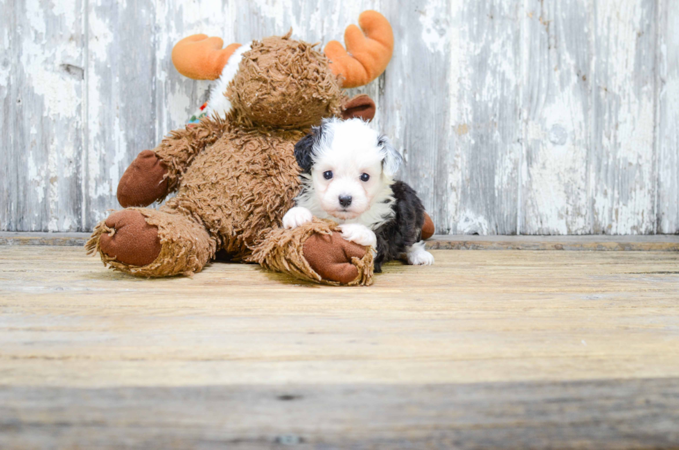 Petite Mini Aussiedoodle Poodle Mix Pup