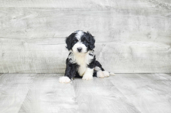 Hypoallergenic Mini Berniedoodle Poodle Mix Puppy