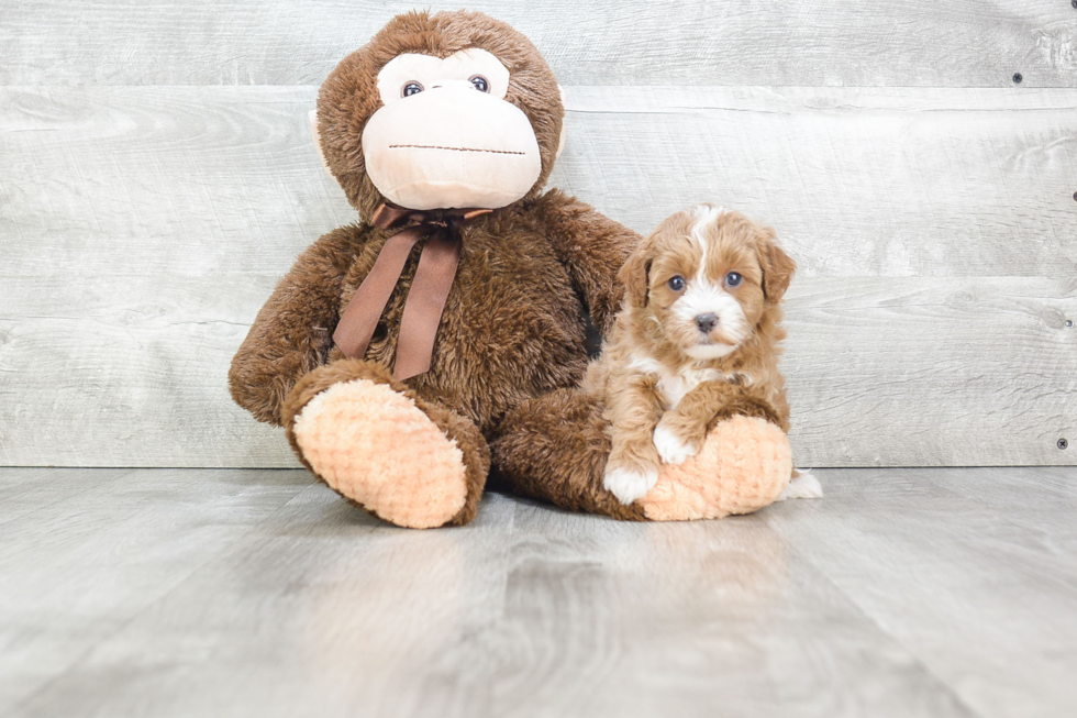 Adorable Cavoodle Poodle Mix Puppy