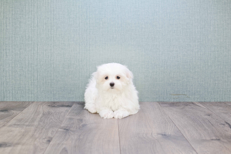 Maltese Pup Being Cute