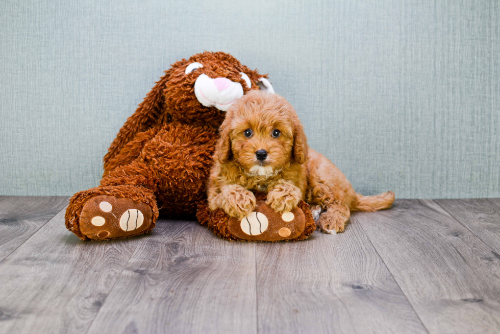 Sweet Cavapoo Baby