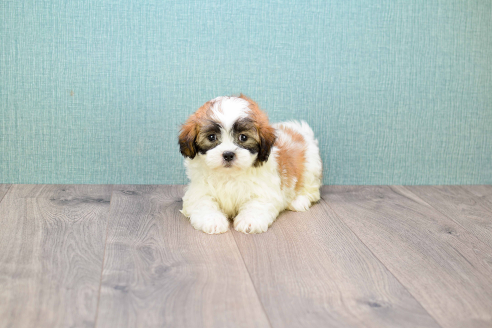 Teddy Bear Pup Being Cute