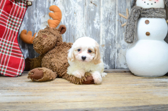 Cute Cavachon Baby