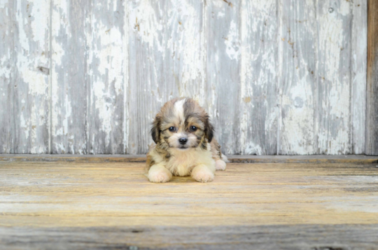 Teddy Bear Pup Being Cute