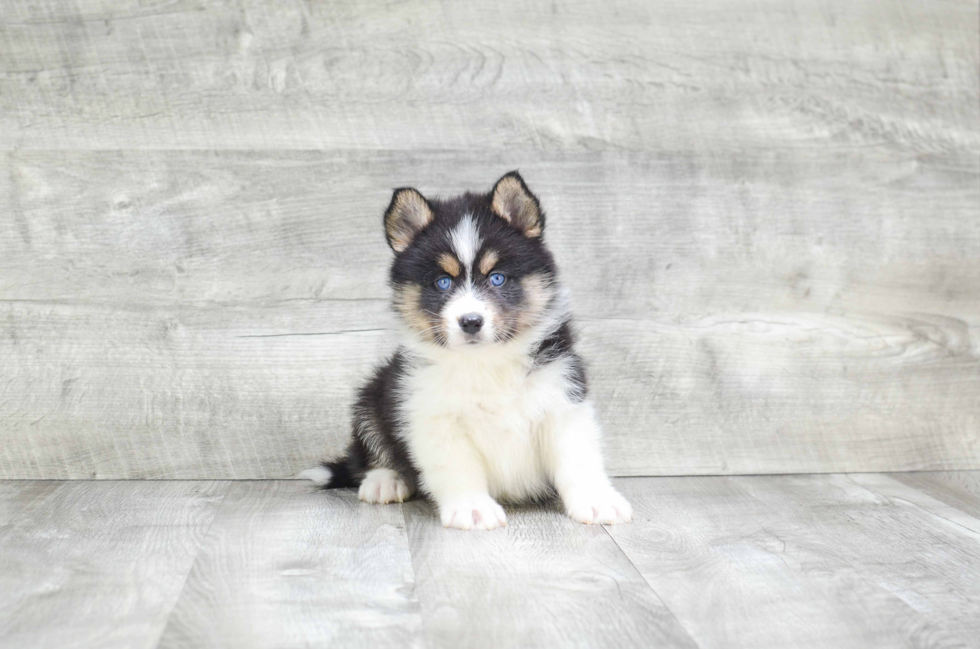 Best Pomsky Baby