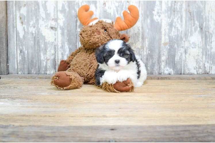 Teddy Bear Pup Being Cute