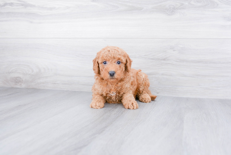Mini Goldendoodle Pup Being Cute