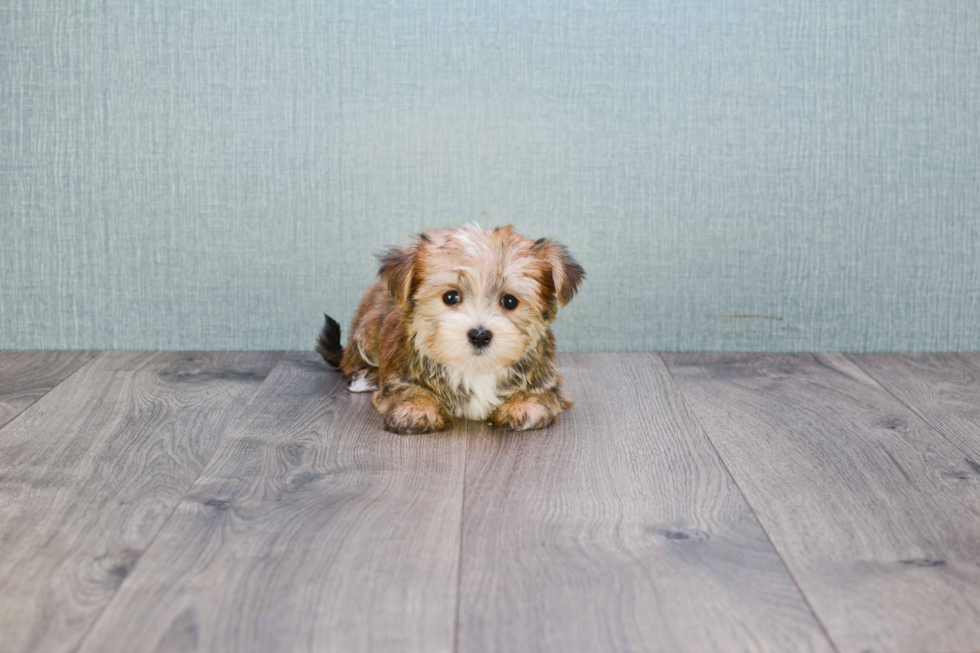 Popular Morkie Designer Pup