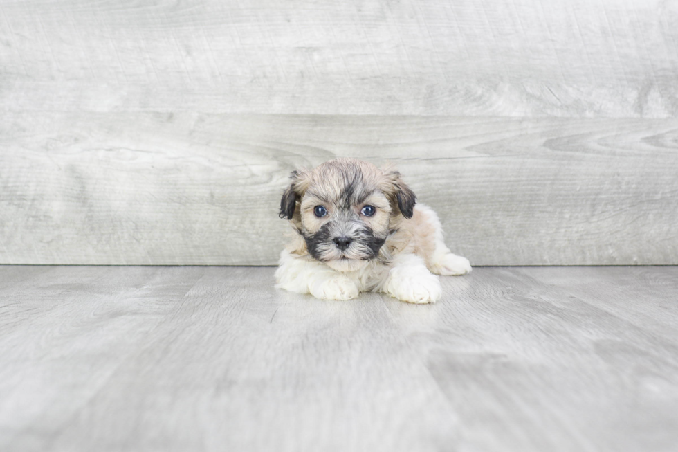 Friendly Havanese Baby