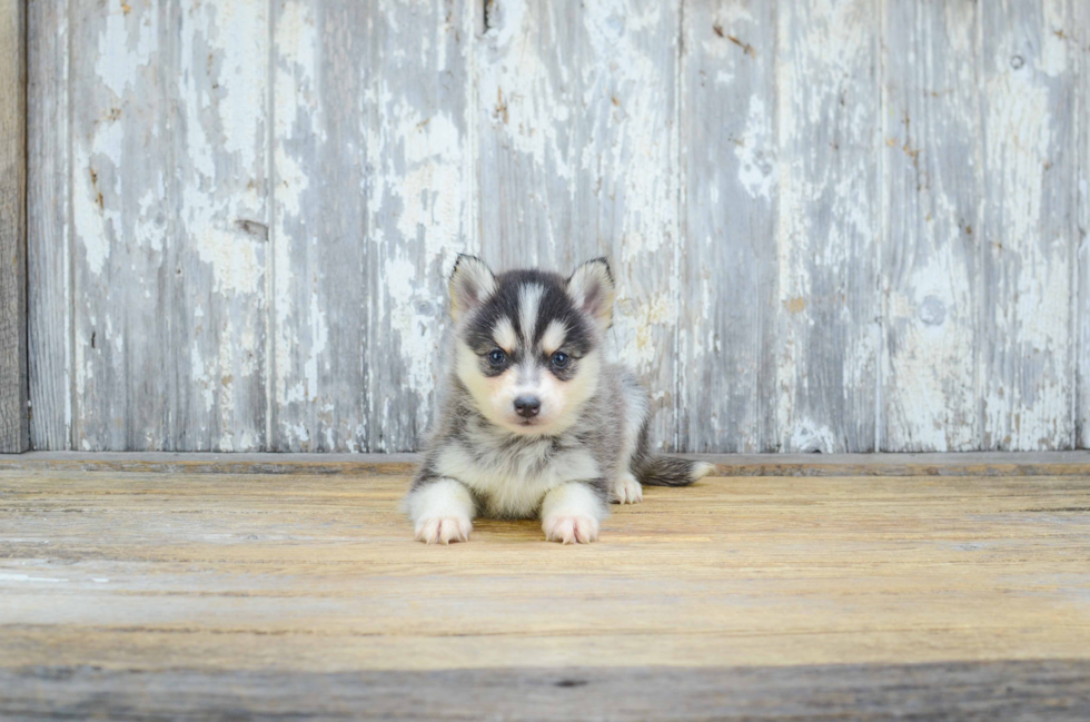 Pomsky Pup Being Cute