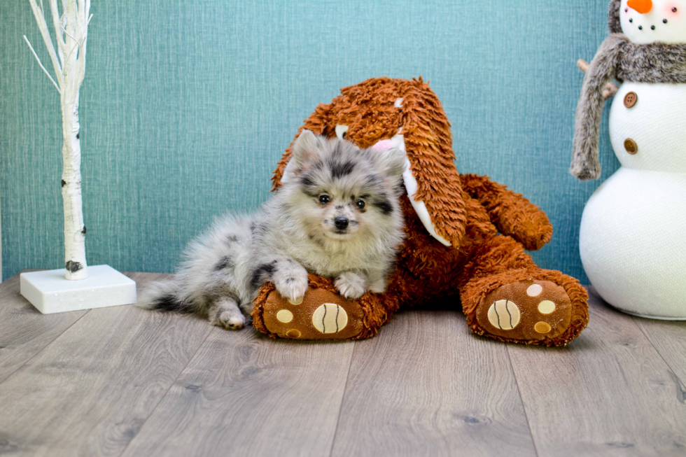 Little Pomeranian Purebred Pup