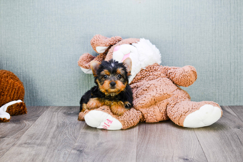 Meet Tinkerbell - our Yorkshire Terrier Puppy Photo 