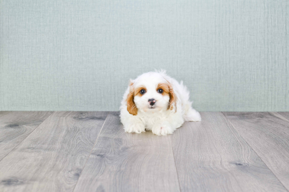 Cavapoo Puppy for Adoption