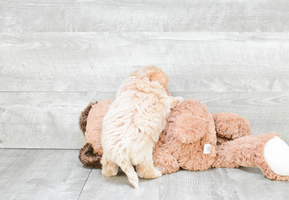 Maltipoo Pup Being Cute