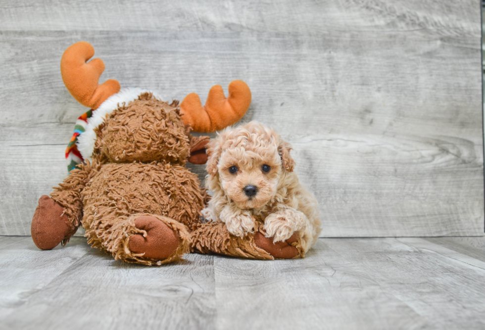 Fluffy Maltipoo Poodle Mix Pup