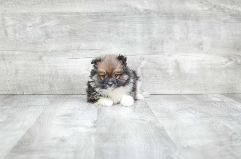 Pomeranian Puppy for Adoption