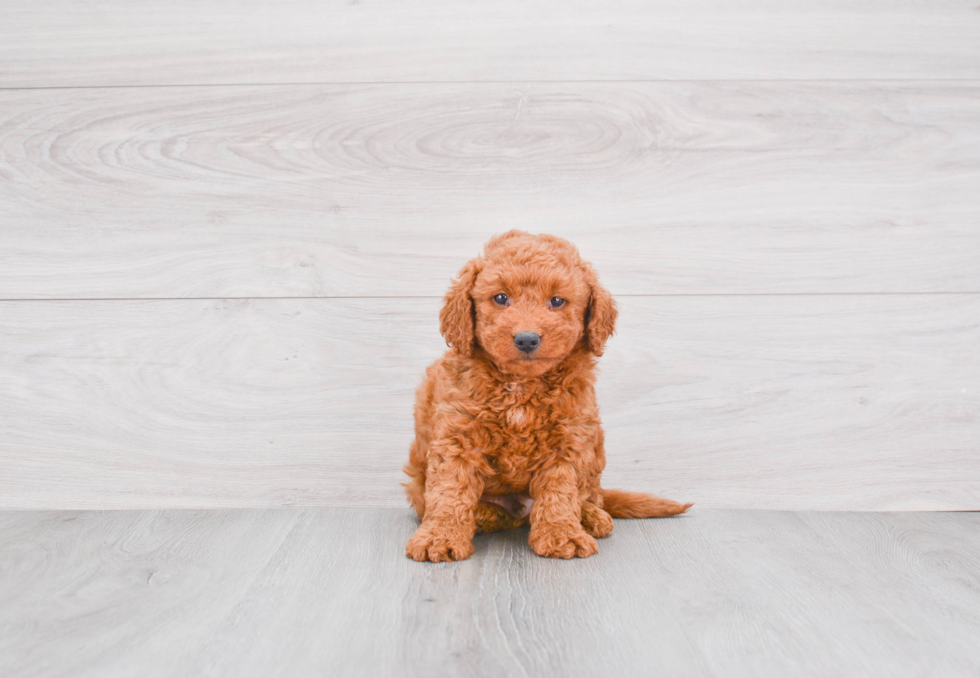 Energetic Golden Retriever Poodle Mix Puppy