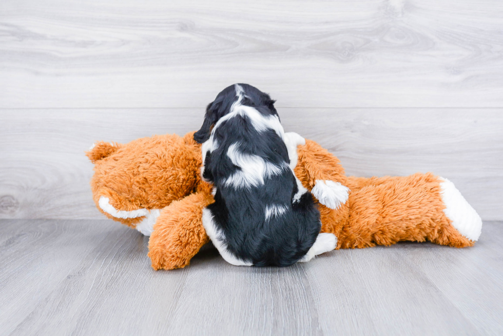 Cavalier King Charles Spaniel Pup Being Cute