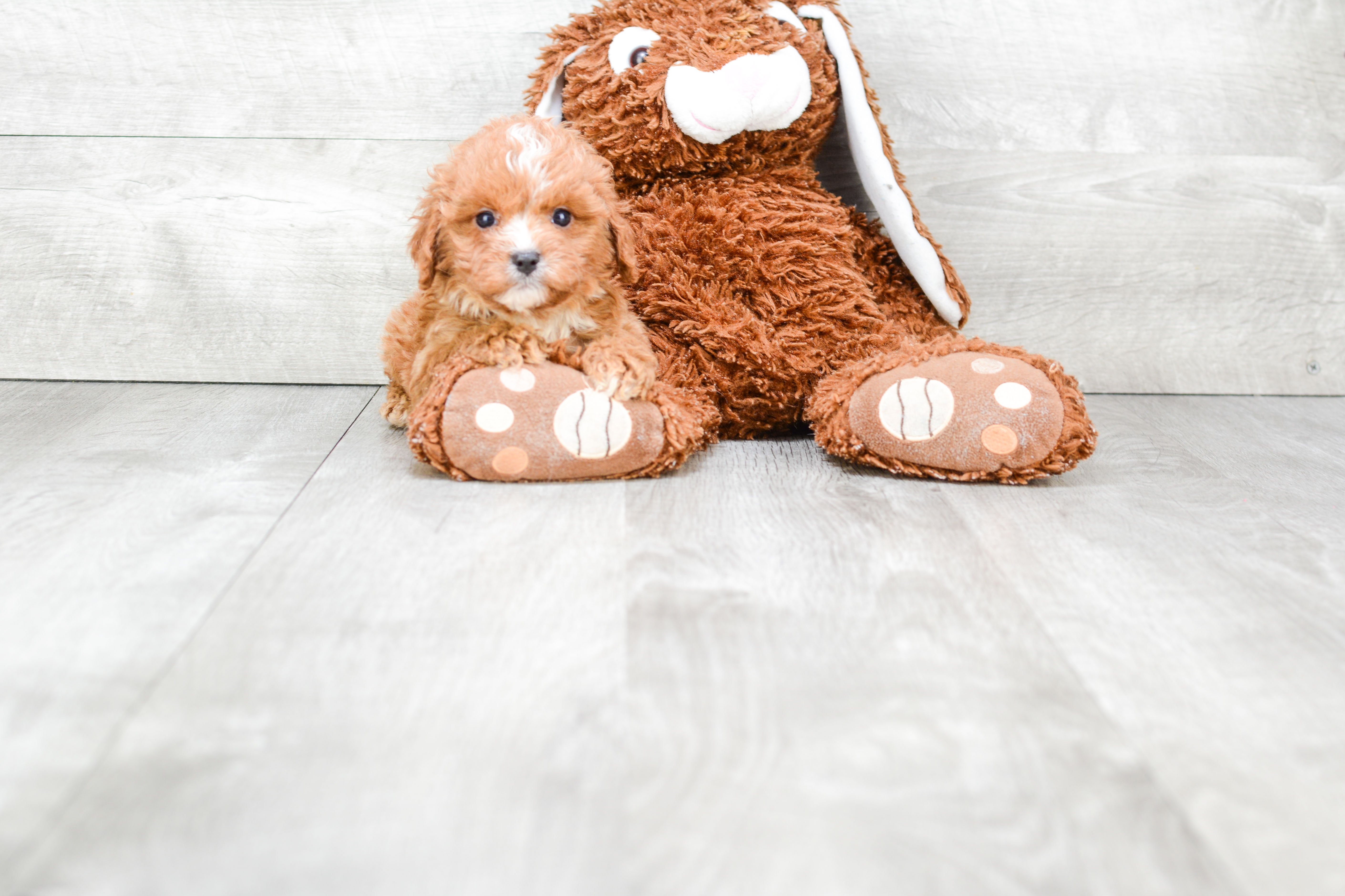 Energetic Cavoodle Poodle Mix Puppy