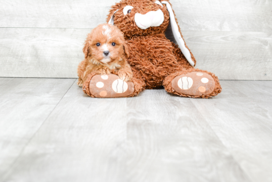 Energetic Cavoodle Poodle Mix Puppy