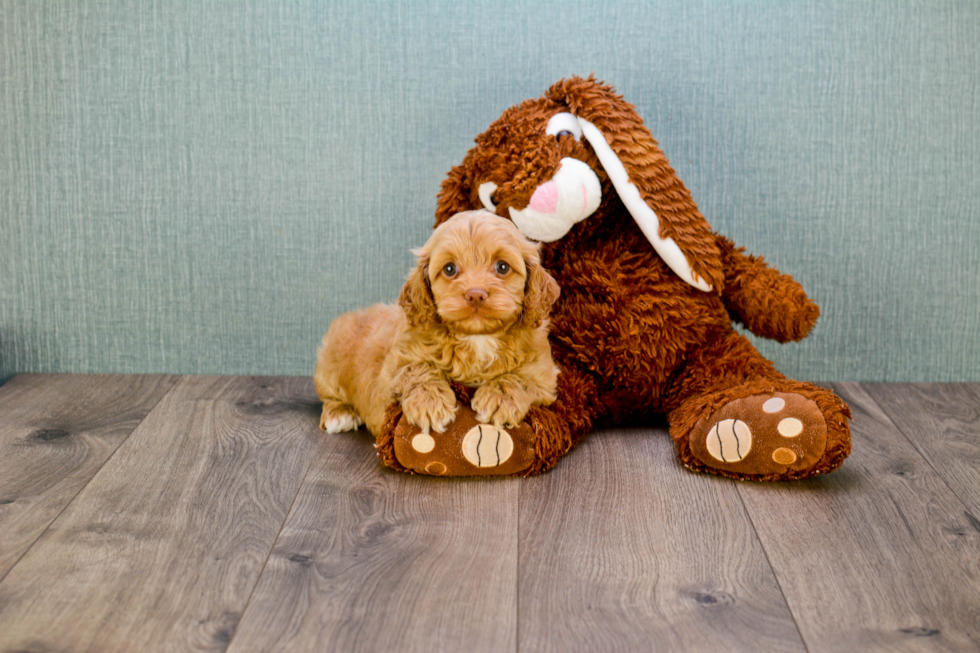 Sweet Cavapoo Baby