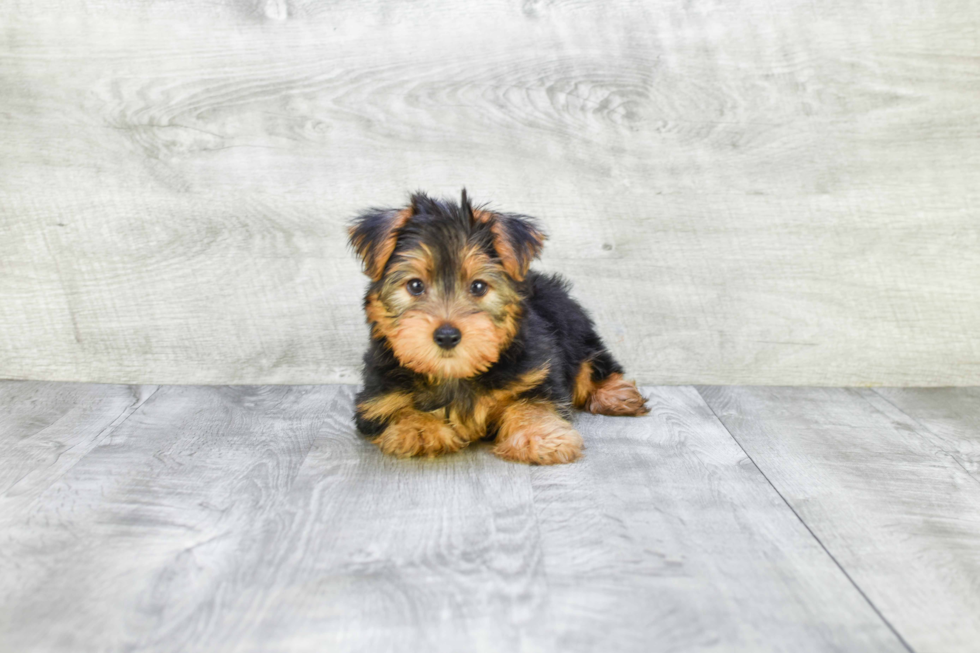 Meet Stevo - our Yorkshire Terrier Puppy Photo 