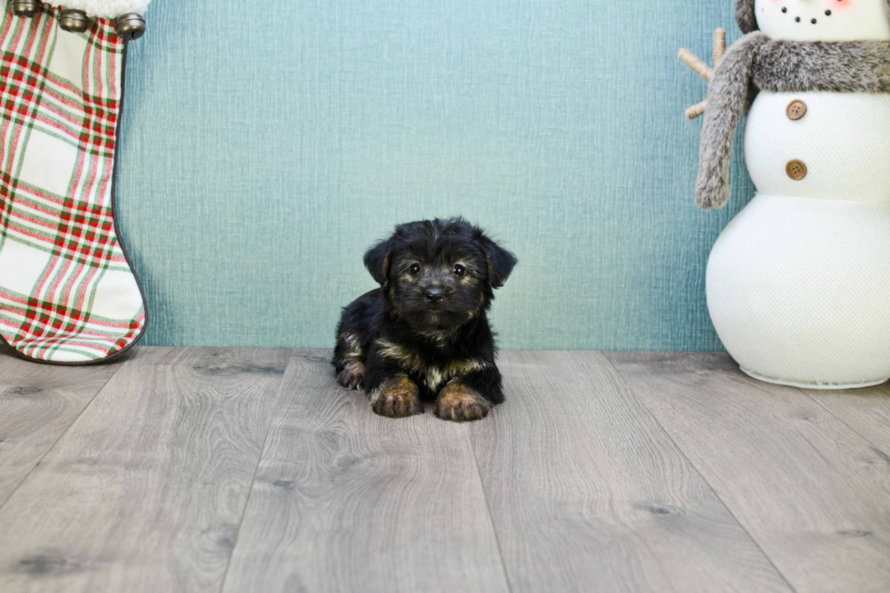 Little Yorkie Designer Puppy