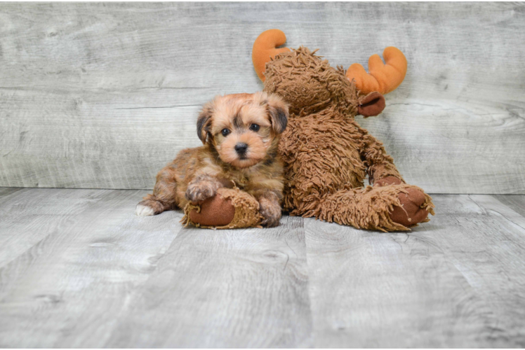 Best Morkie Baby