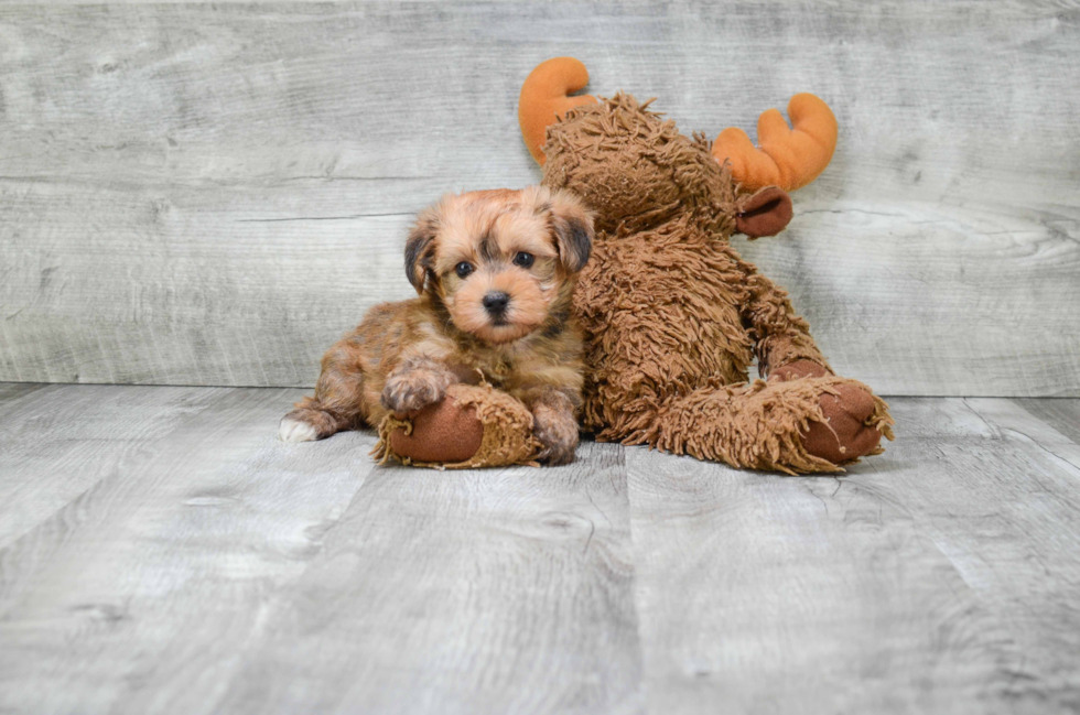 Best Morkie Baby