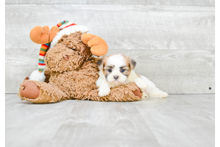 Sweet Teddy Bear Baby