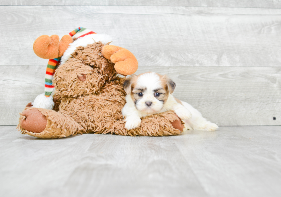 Sweet Teddy Bear Baby