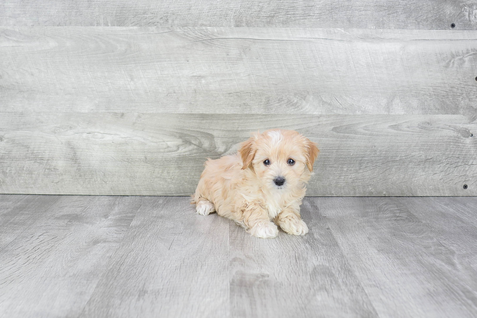 Friendly Maltipoo Baby